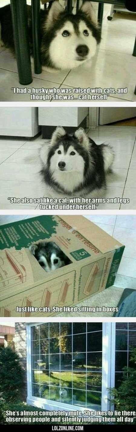 Pl T EShelalsosatllikelacatiwithher armsandliegs ftuckedunderhersels nes almost completelymuteToNElikes to i jutigingithem all day