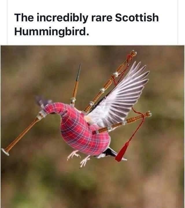 The incredibly rare Scottish Hummingbird