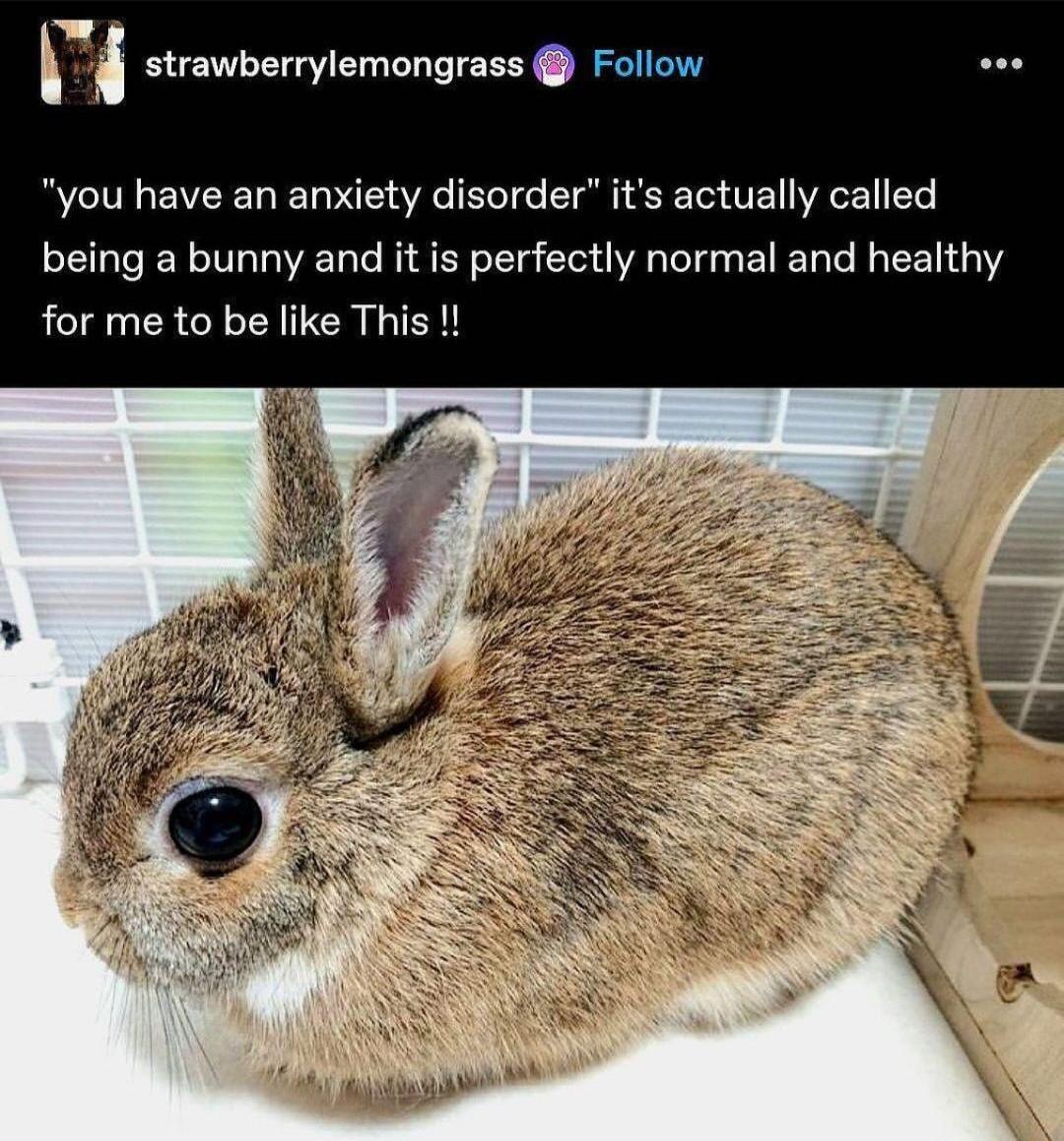 strawberrylemongrass you have an anxiety disorder its actually called being a bunny and it is perfectly normal and healthy for me to be like This