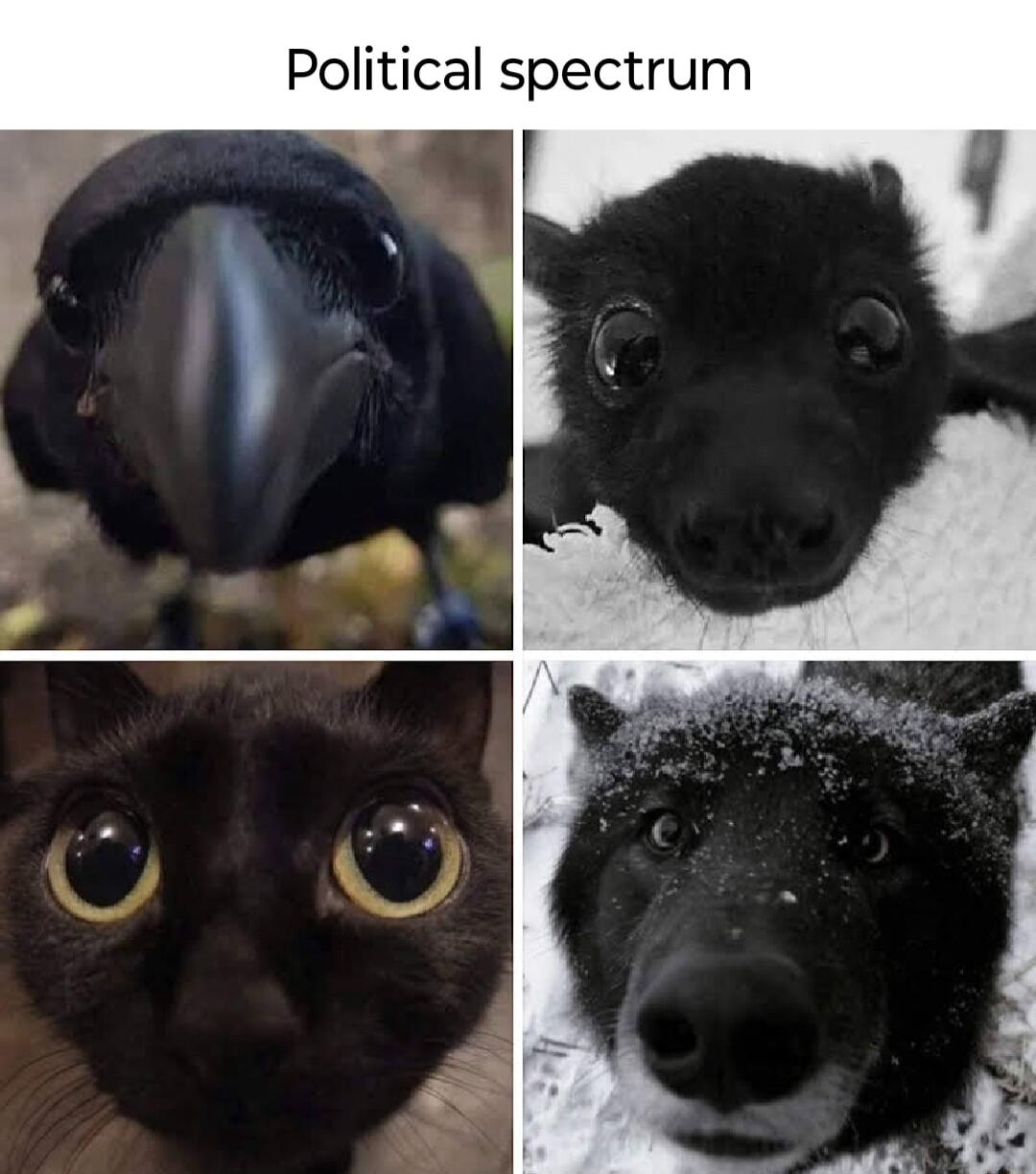Political spectrum