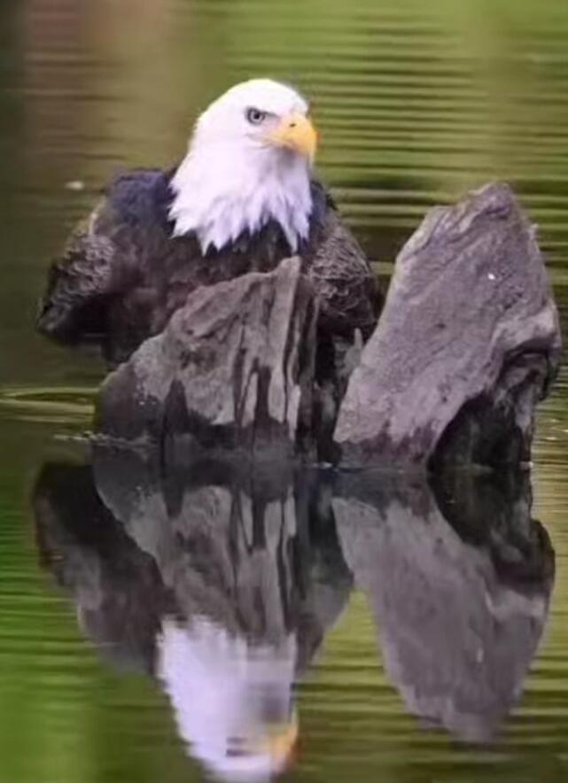 A bald eagle perched on rocks in a calm body of water with its reflection.