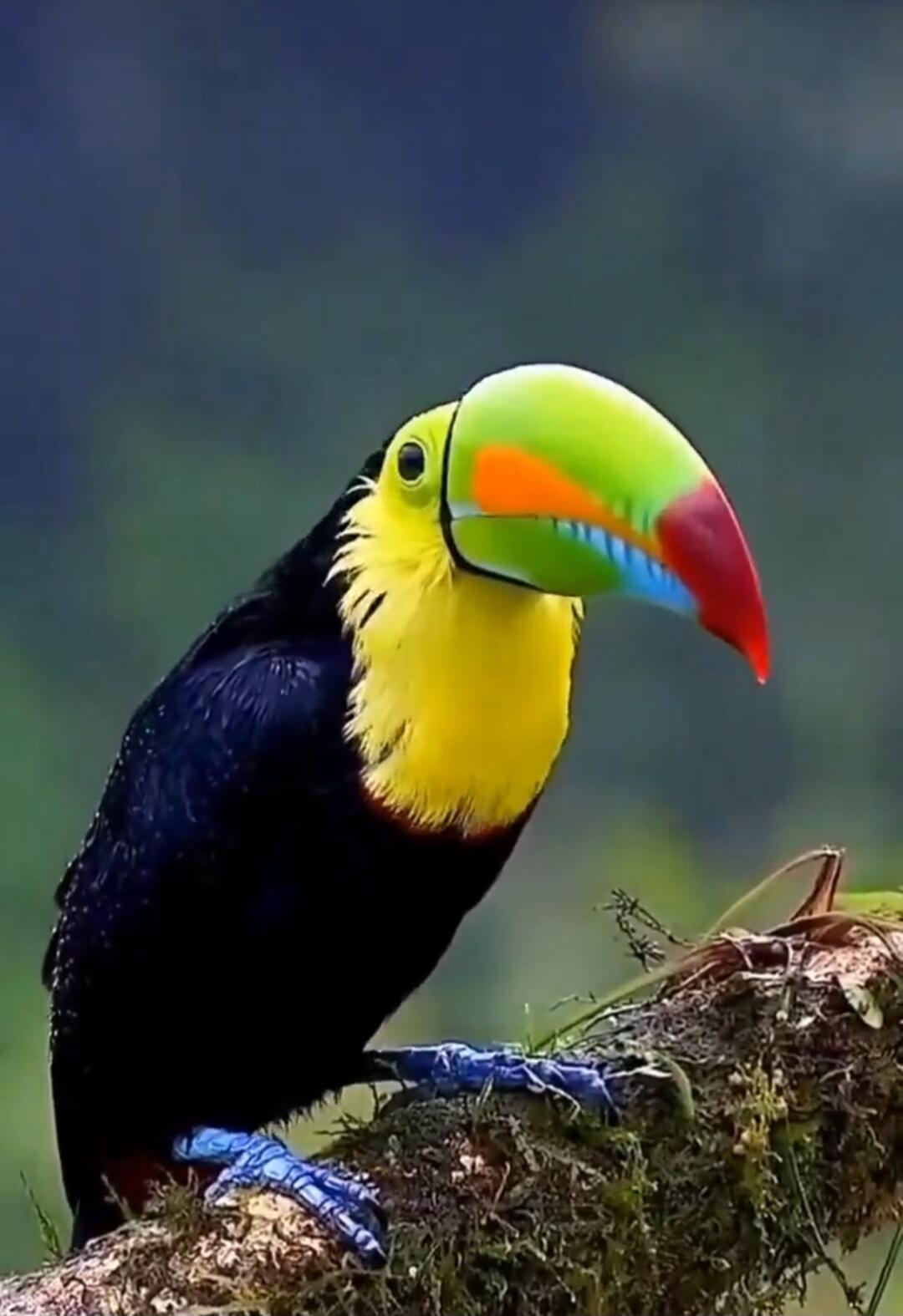 A colorful toucan perched on a branch. The bird has a bright green beak with orange, blue, and red markings, a yellow throat, and dark body.