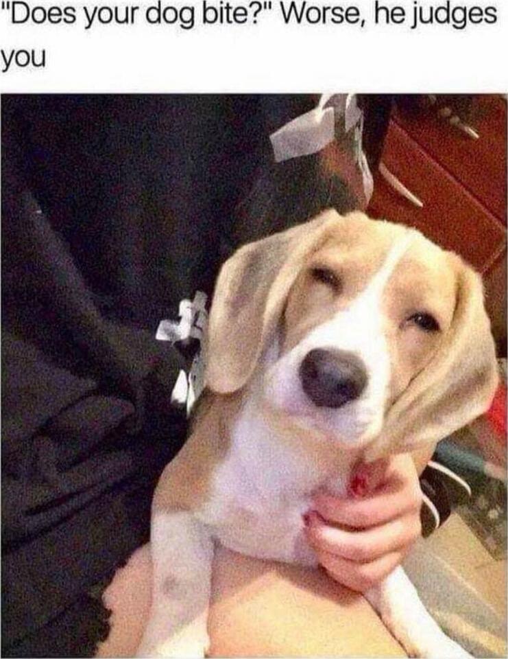 Does your dog bite Worse he judges you