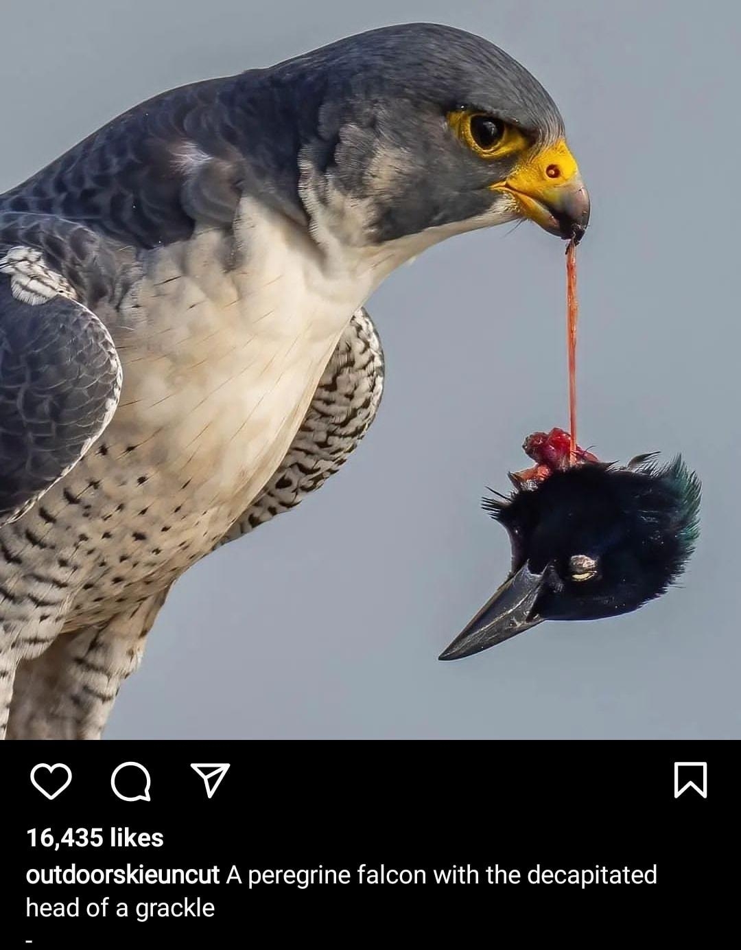A 16435 likes outdoorskieuncut A peregrine falcon with the decapitated head of a grackle Via jamessengul