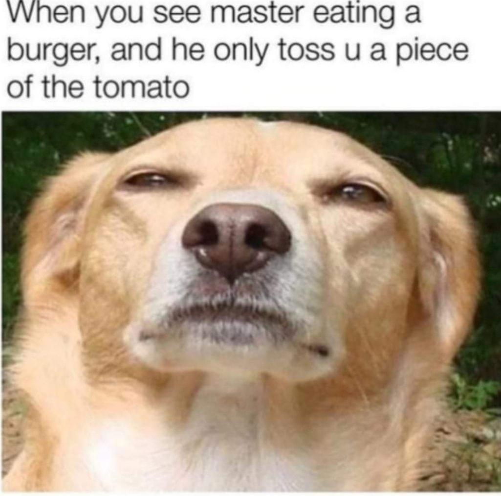 vwhen you see master eating a burger and he only toss u a piece of the tomato