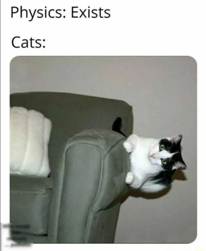 Physics Exists Cats