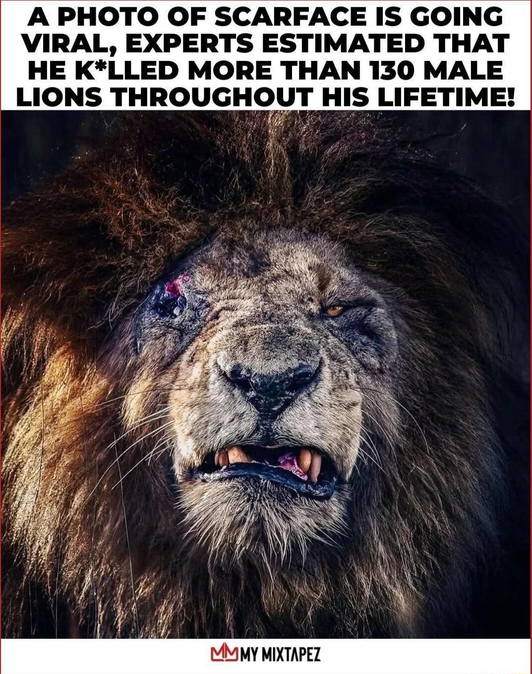 A PHOTO OF SCARFACE IS GOING VIRAL, EXPERTS ESTIMATED THAT HE K*ILLED MORE THAN 130 MALE LIONS THROUGHOUT HIS LIFETIME!