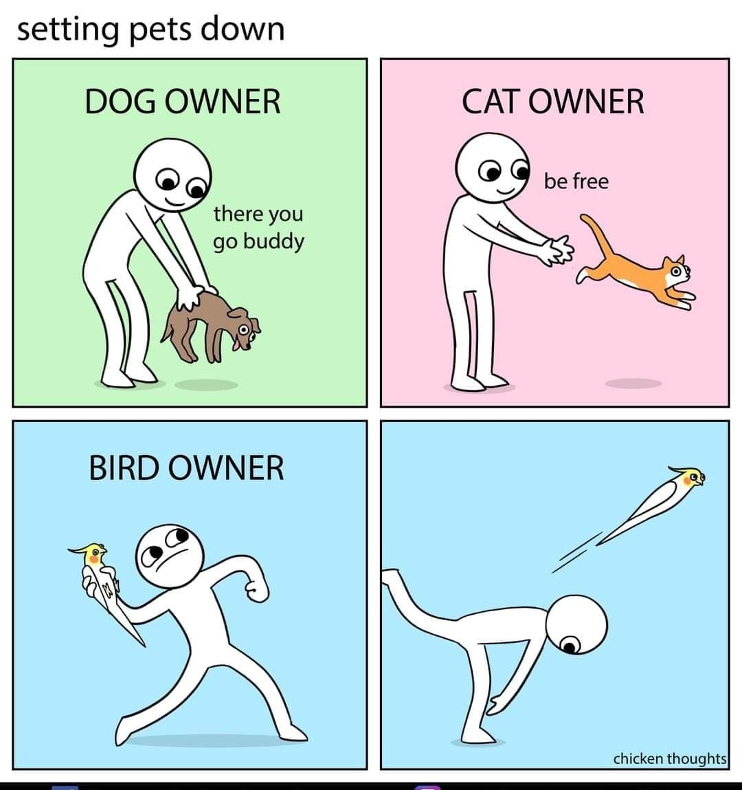 setting pets down DOG OWNER CAT OWNER there you go buddy chicken thoughts