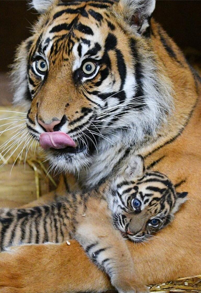 A tiger licking its cub.