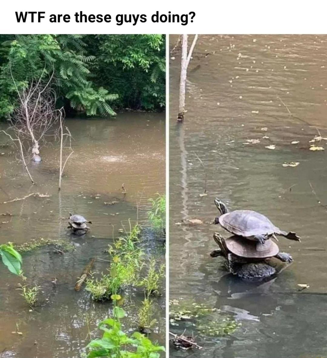 WTF are these guys doing