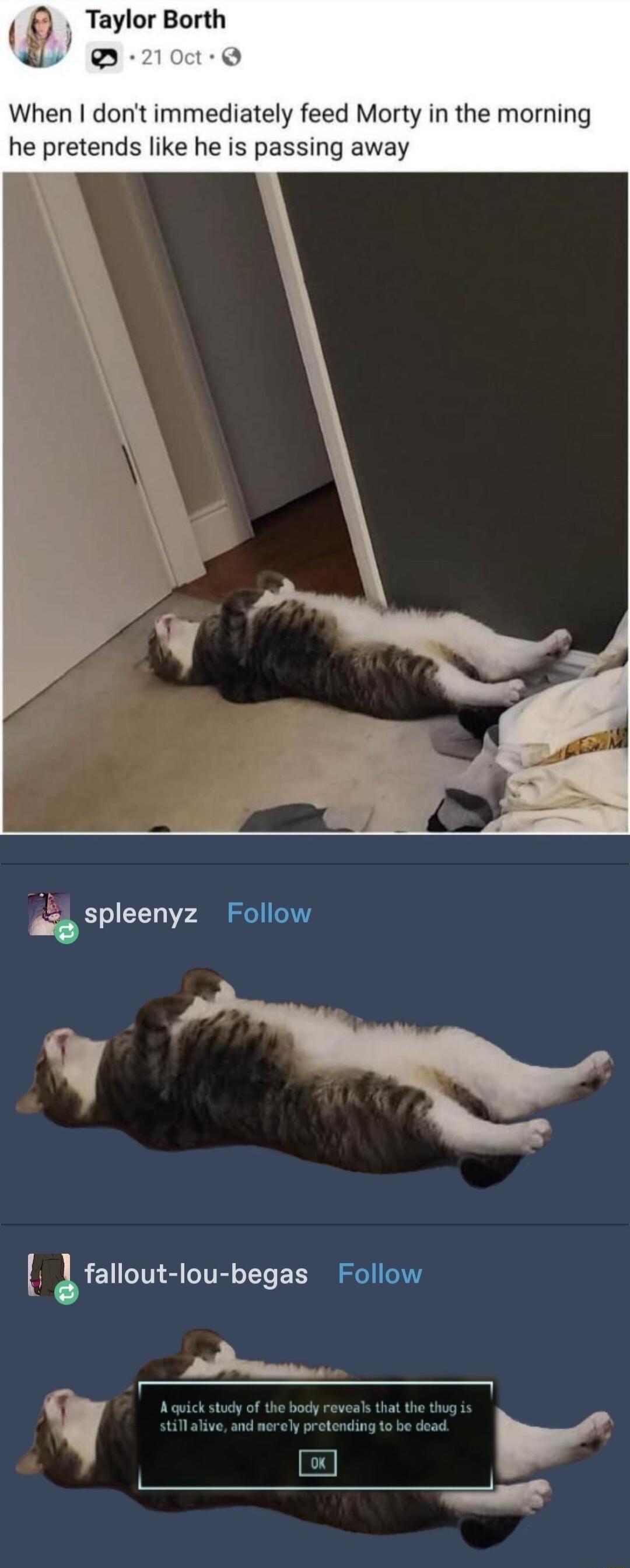 9 Taylor Borth D 210ct Q When dontimmediately feed Morty in the morning he pretends like he is passing away 4 SPleenyz Follow g SPleeny pe y T falloublou begas Follow ab