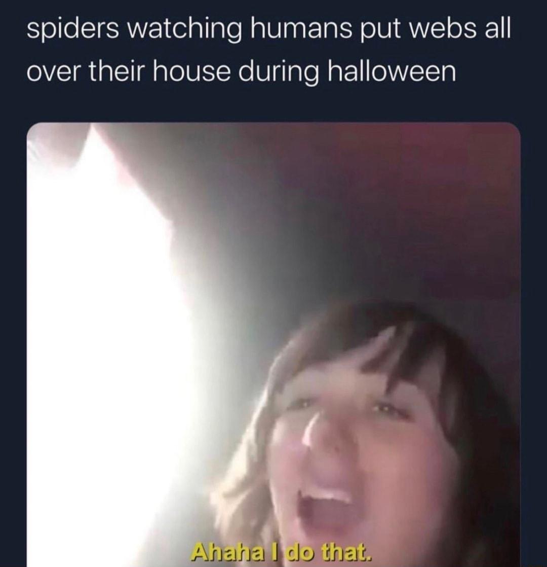 spiders watching humans put webs all OVIR oLl g aTeIWETNe W gTale WaF11NVETT
