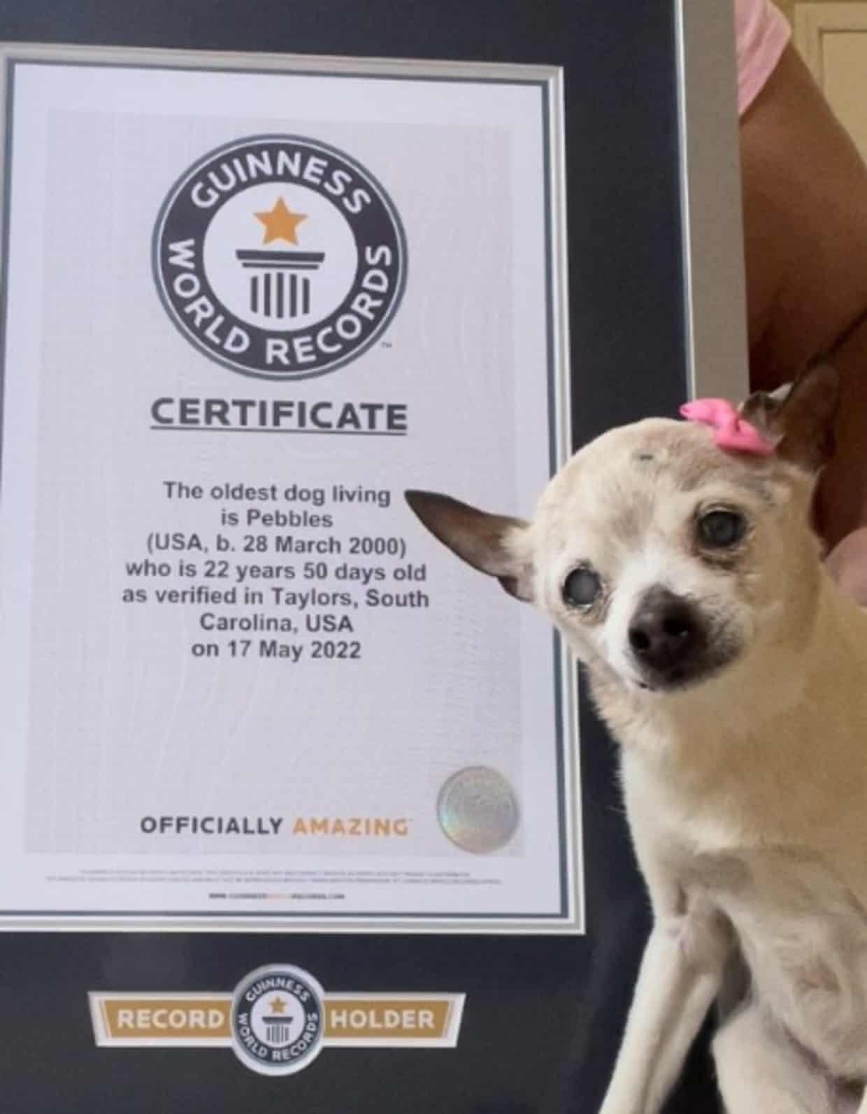 CERTIFICATE The oldest dog living is Pebbles USA b 28 March 2000 who is 22 years 50 days old as verified in Taylors South Carolina USA on 17 May 2022 OFFICIALLY