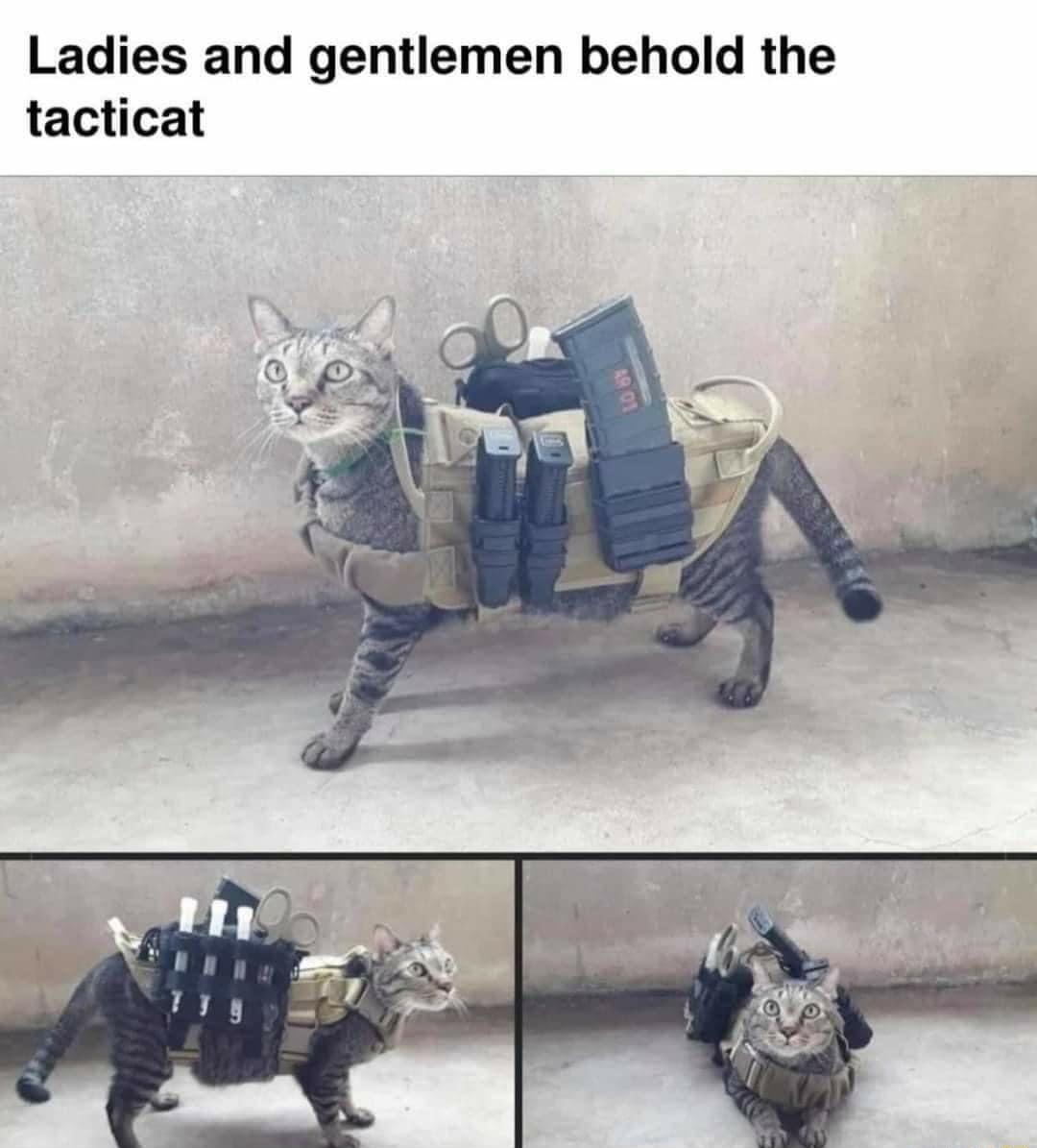 Ladies and gentlemen behold the tacticat