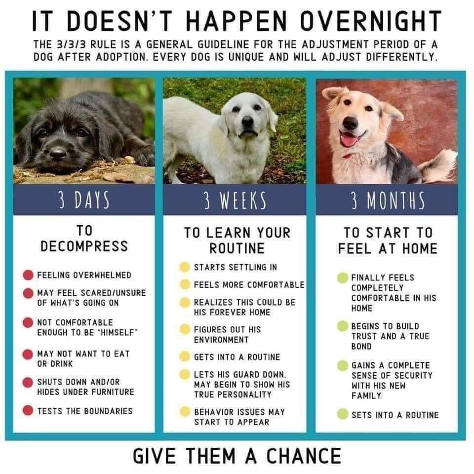 IT DOESNT HAPPEN OVERNIGHT THE 333 RULE IS A GENERAL GUIDELINE FOR THE ADJUSTMENT PERIOD OF A DOG AFTER ADOPTION EVERY DOG IS UNIQUE AND WILL ADJUST DIFFERENTLY T0 DECOMPRESS FEELING OVERWHELMED MAY FEEL SCAREDUNSURE OF WHATS GOING ON NOT COMFORTABLE ENOUGH T0 BE HIMSELF MAY NOT WANT TO EAT OR DRINK SHUTS DOWN ANDOR HIDES UNDER FURNITURE TESTS THE BOUNDARIES LEKS TO LEARN YOUR ROUTINE STARTS SETTL