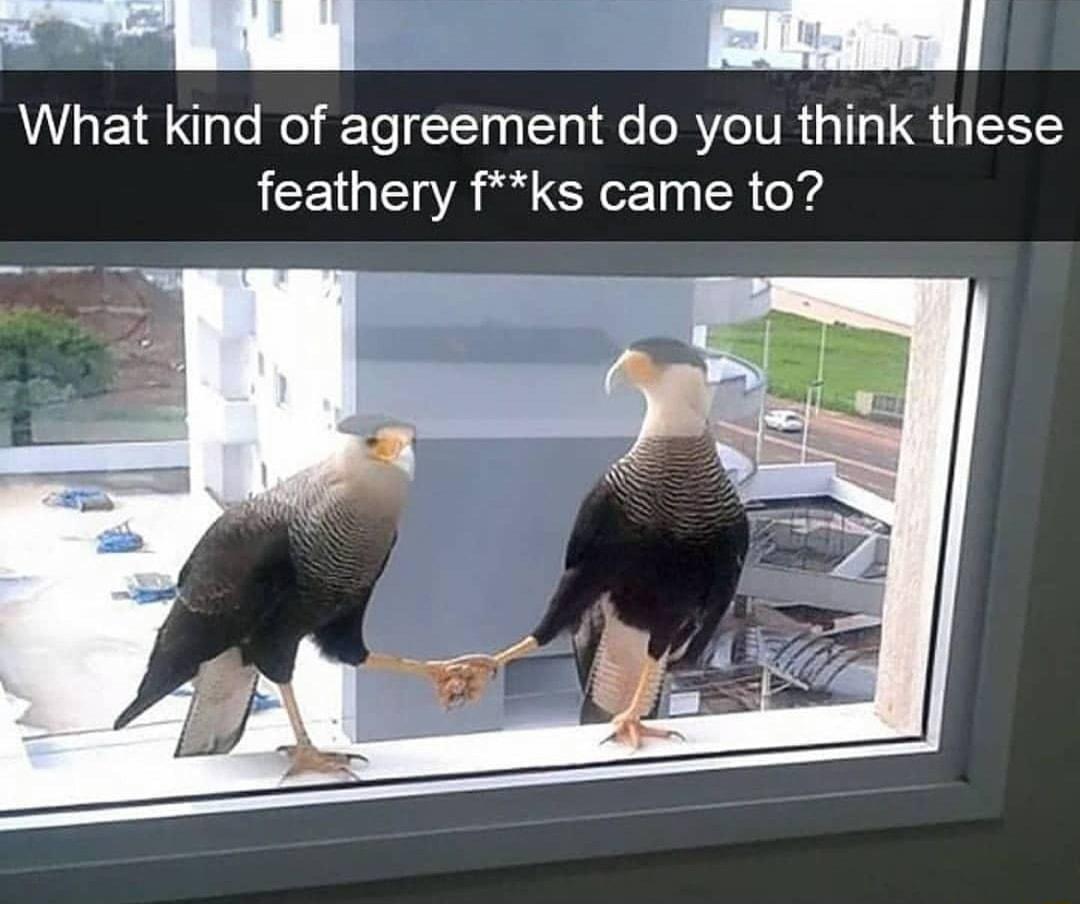 AAVLREY T o fETe t 00 ST 1 Qo Y7o TV R i3 1151 3 K1Y feathery fks came to