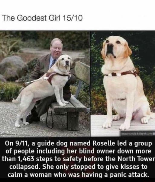 The Goodest Girl 1510 On 911 a guide dog named Roselle led a group of people including her blind owner down more LUELR RIS L ER G G S CIER G T R G collapsed She only stopped to give kisses to R EL R CRVER BV T ER E e 1