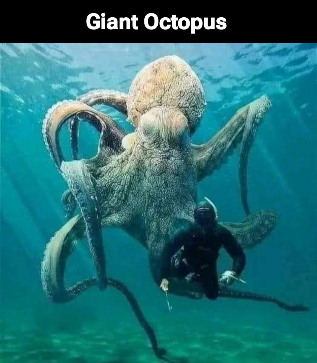 Giant Octopus