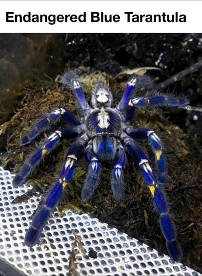 Endangered Blue Tarantula