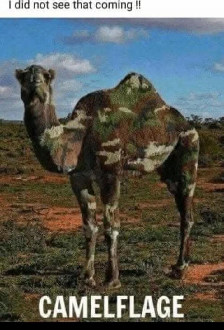 I did not see that coming !! CAMELFLAGE