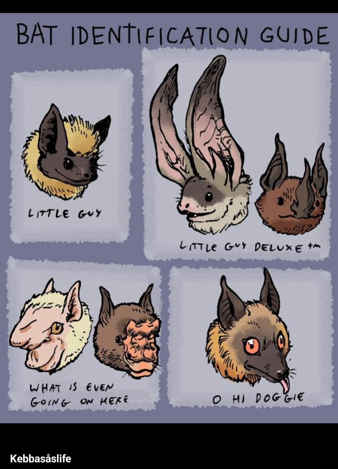 BAT IDENTIFICATION GUIDE WHAT 15 Ever Gowe ow HERE O HI PoGGi