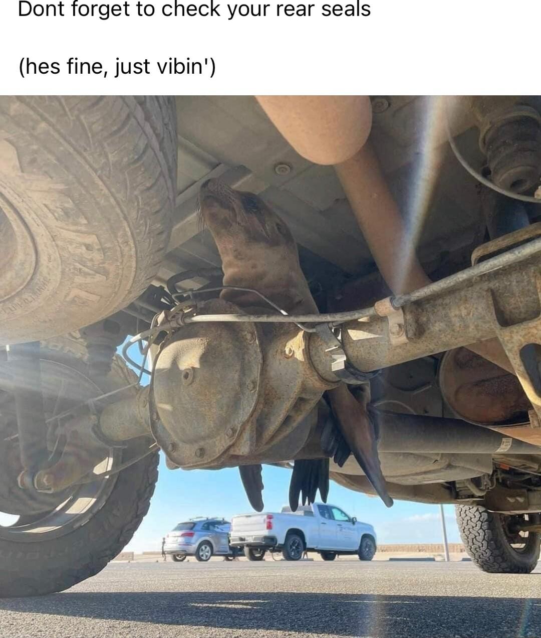 Dont forget to check your rear seals hes fine just vibin