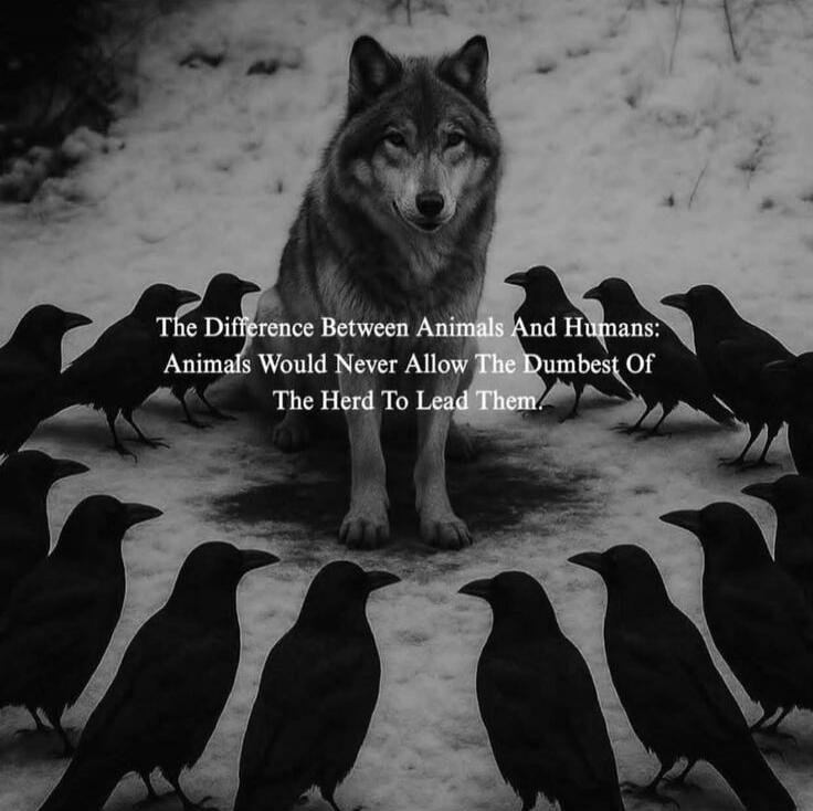 The Difference Between Animals And Humans: Animals Would Never Allow The Dumbest Of The Herd To Lead Them.