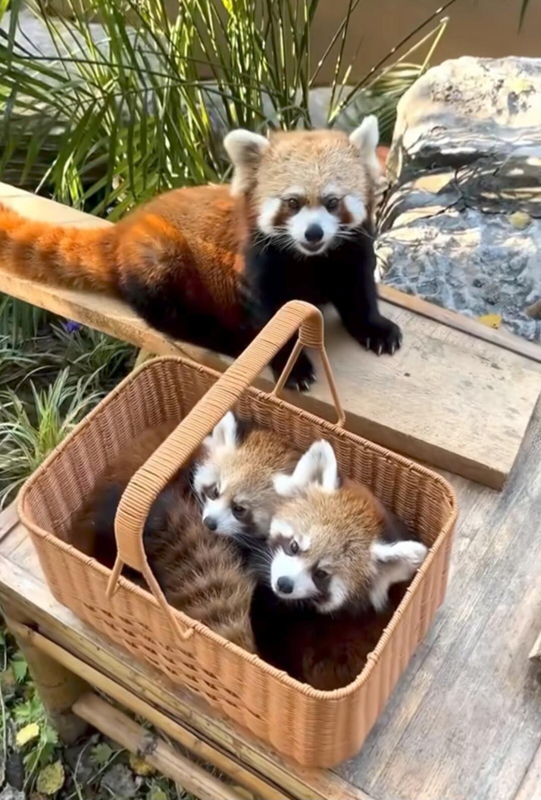 A red panda and two baby red pandas in a wicker basket outdoors.
