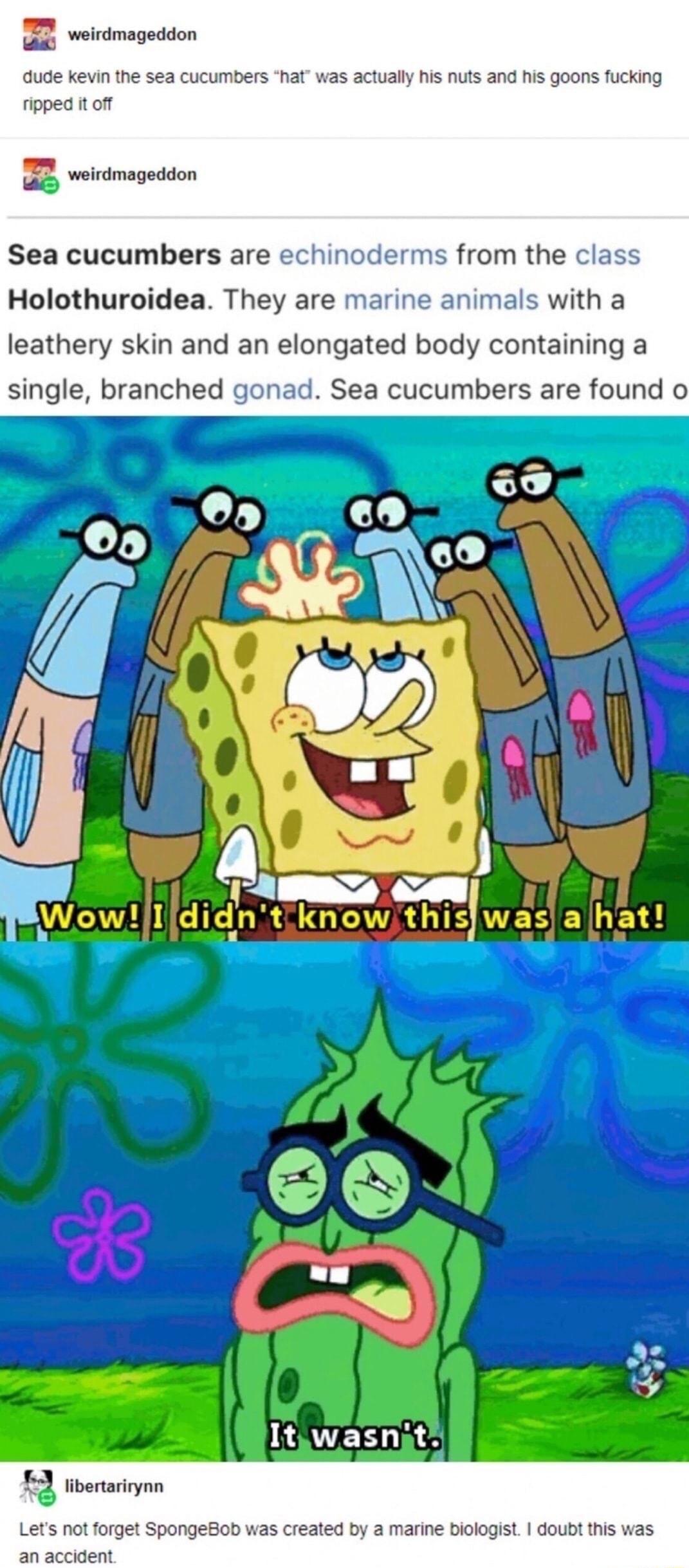 R weirdmageddon dude kevin the sea cucumbers hat was actually his nuts and his goons fucking ripped it off E weirdmageddon Sea cucumbers are echinoderms from the class Holothuroidea They are marine animals with a leathery skin and an elongated body containing a single branched gonad Sea cucumbers are found o 3 libertarirynn Lets not forget SpongeBob was created by a marine biologist doubt this was