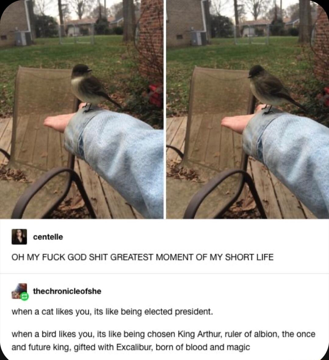 ot OH MY FUCK GOD SHIT GREATEST MOMENT OF MY SHORT LIFE o thechroniciectshe when a cat iikes you It like being elected president when a bird ikes you s ike being chosen King Arthur ruler of aibion the once and future king gifted with Excallour born of blood and magic