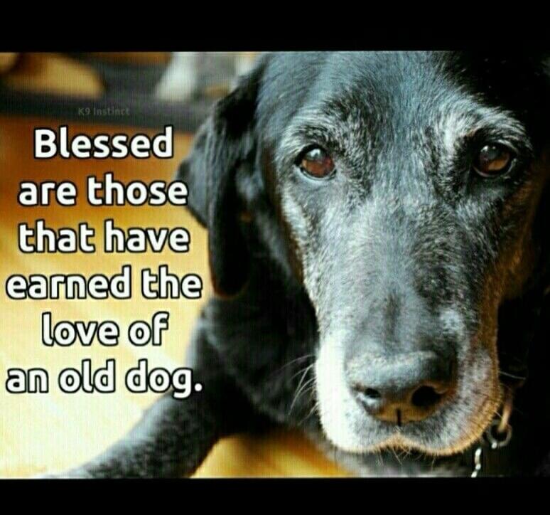 Blessed are those that have earned the love of an old dog. K9 Instinct