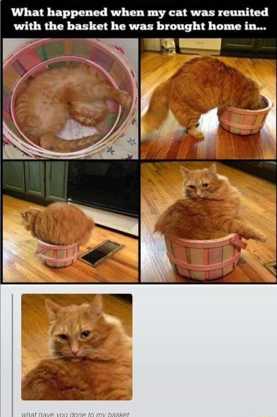 What happened when my cat was reunited with the basket he was brought home in