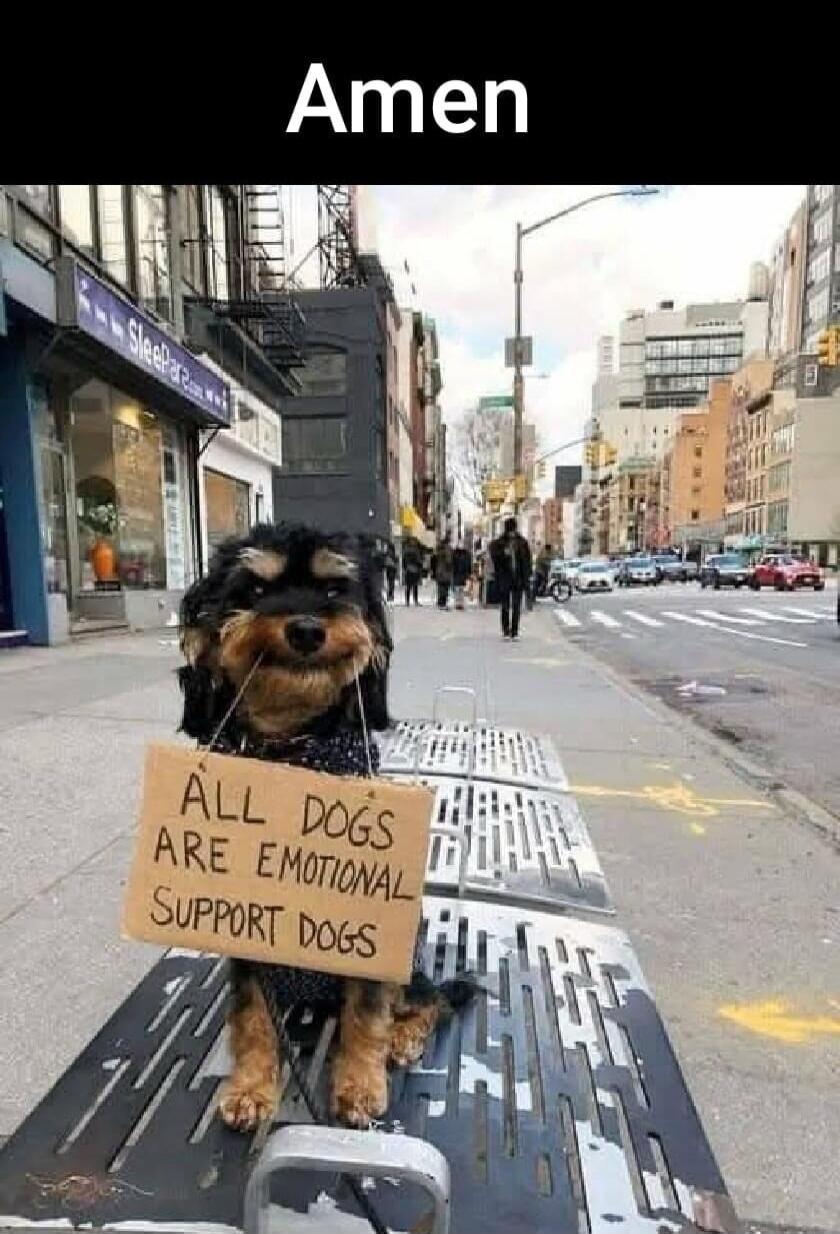 Amen. All dogs are emotional support dogs.