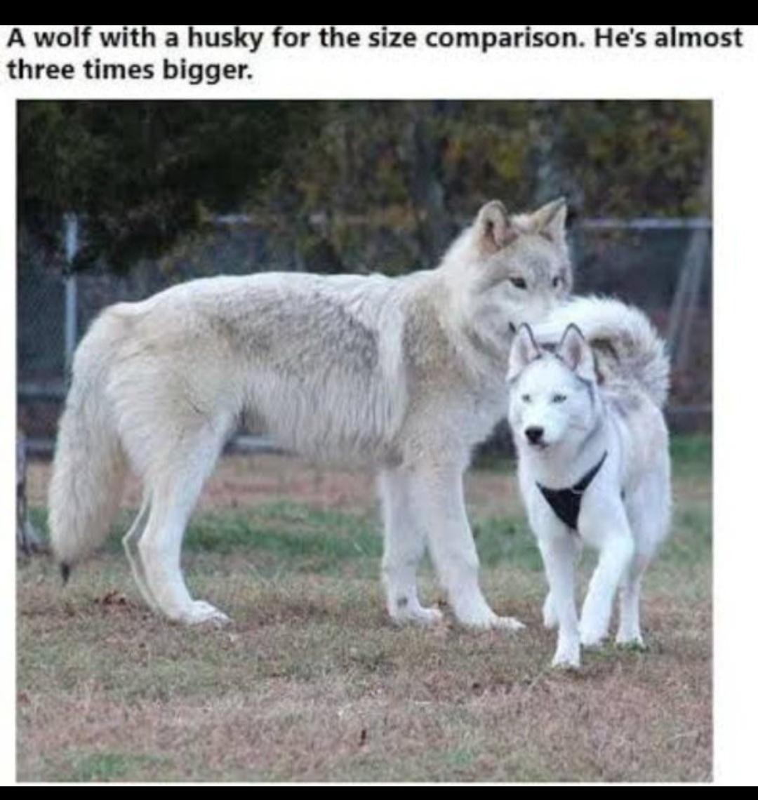 A wolf with a husky for the size comparison Hes almost three times bigger