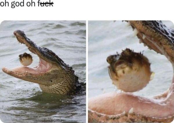 oh god oh Teer
