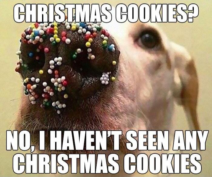 CHRISTMAS COOKIES? NO, I HAVEN'T SEEN ANY CHRISTMAS COOKIES
