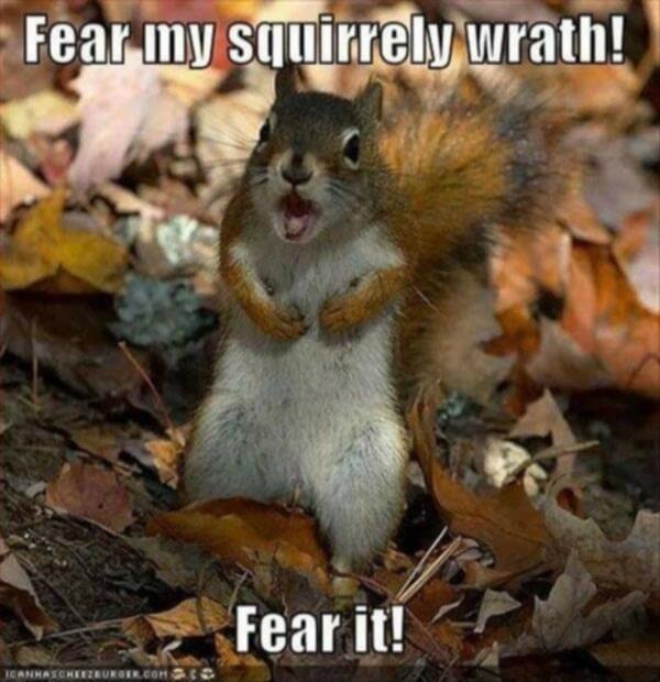 Fear my squirrely wrath! Fear it!