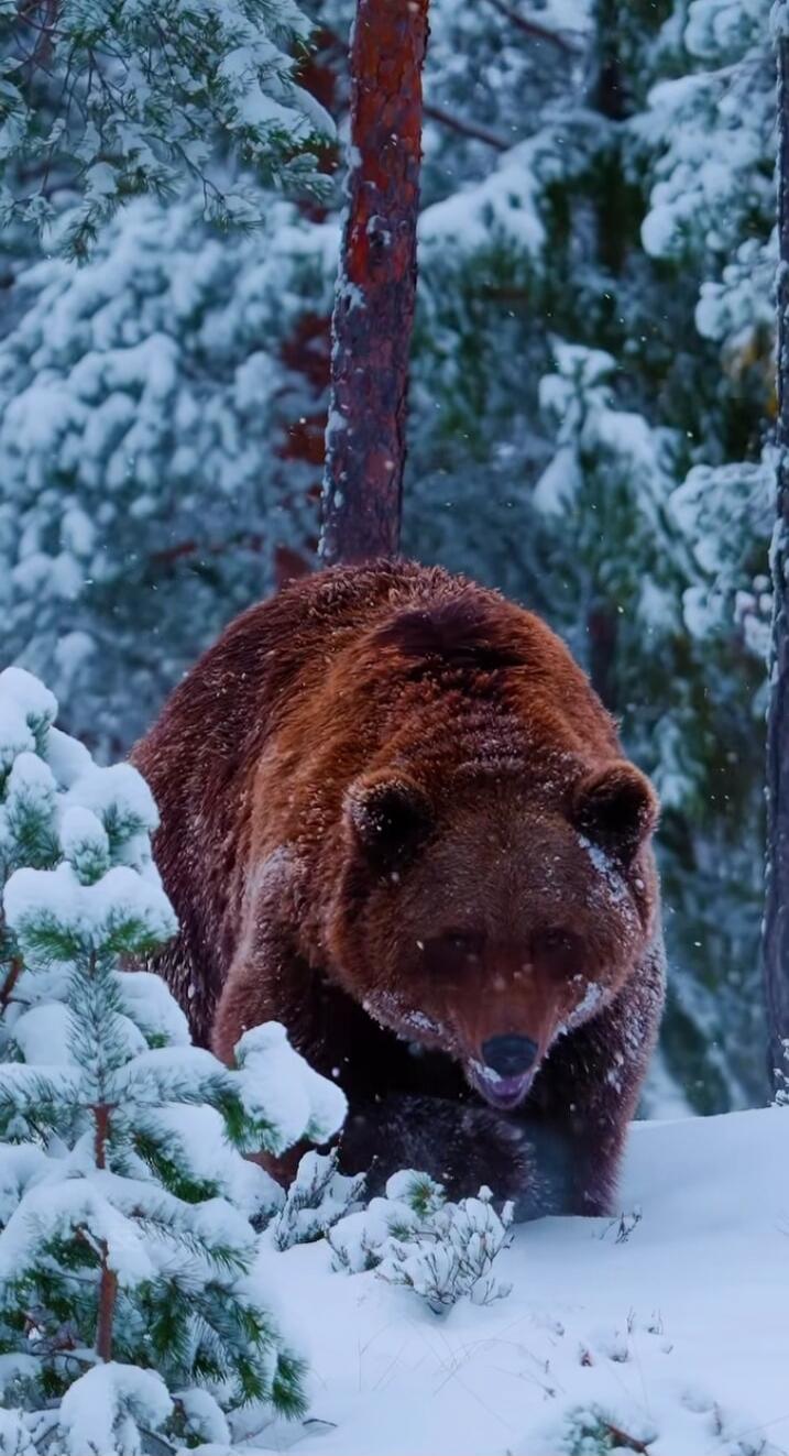Brown bear in the snow.