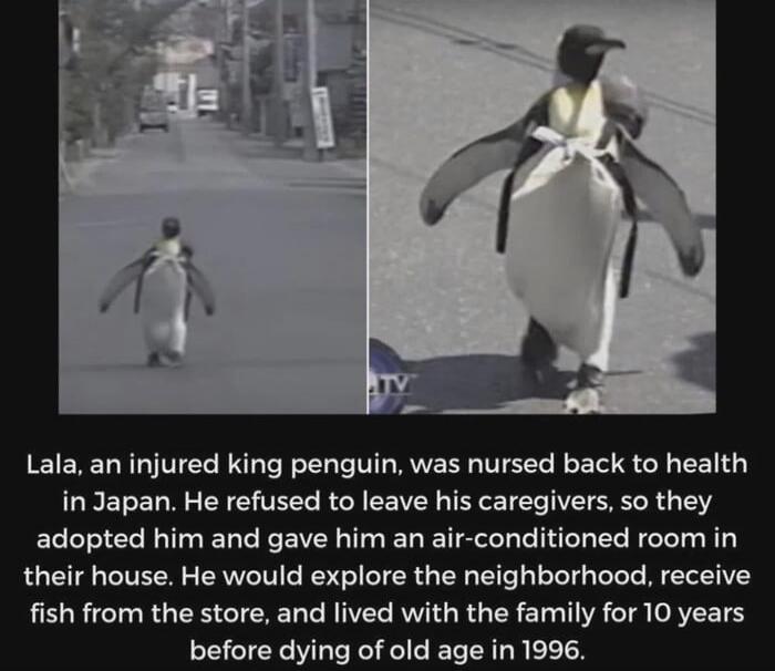 Lala, an injured king penguin, was nursed back to health in Japan. He refused to leave his caregivers, so they adopted him and gave him an air-conditioned room in their house. He would explore the neighborhood, receive fish from the store, and lived with the family for 10 years before dying of old age in 1996.
