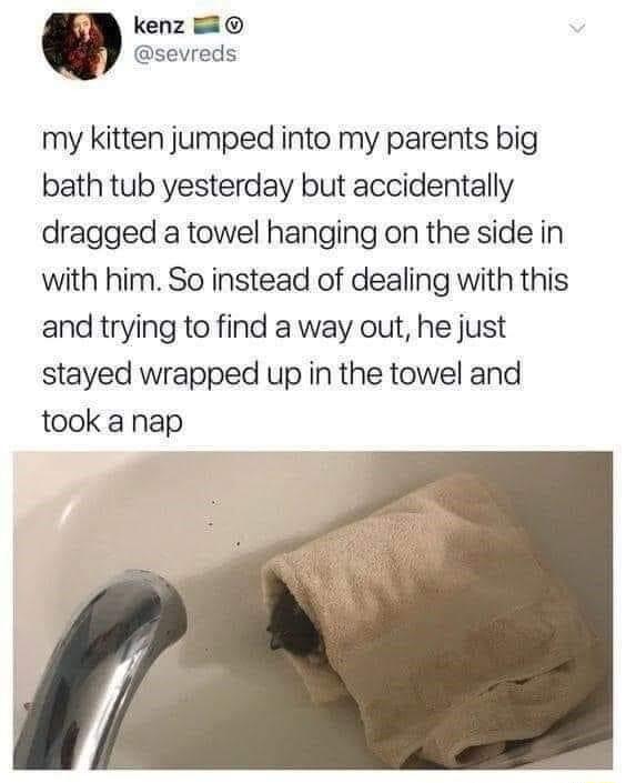 kenz sevreds my kitten jumped into my parents big bath tub yesterday but accidentally dragged a towel hanging on the side in with him So instead of dealing with this and trying to find a way out he just stayed wrapped up in the towel and took a nap
