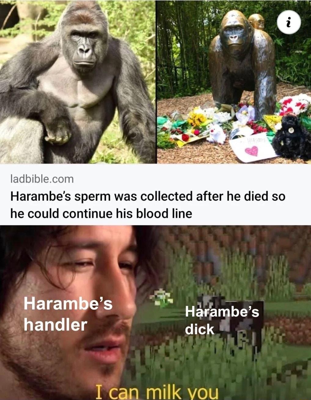 ladbiblecom Harambes sperm was collected after he died so he could continue his blood line Harambes LELTILTS dick
