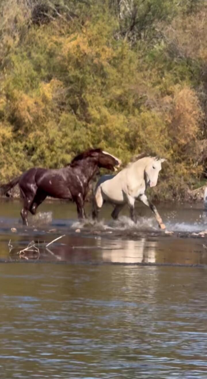 Session ID: 1064780.