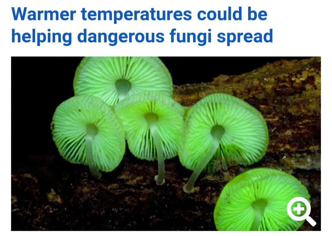 Warmer temperatures could be helping dangerous fungi spread