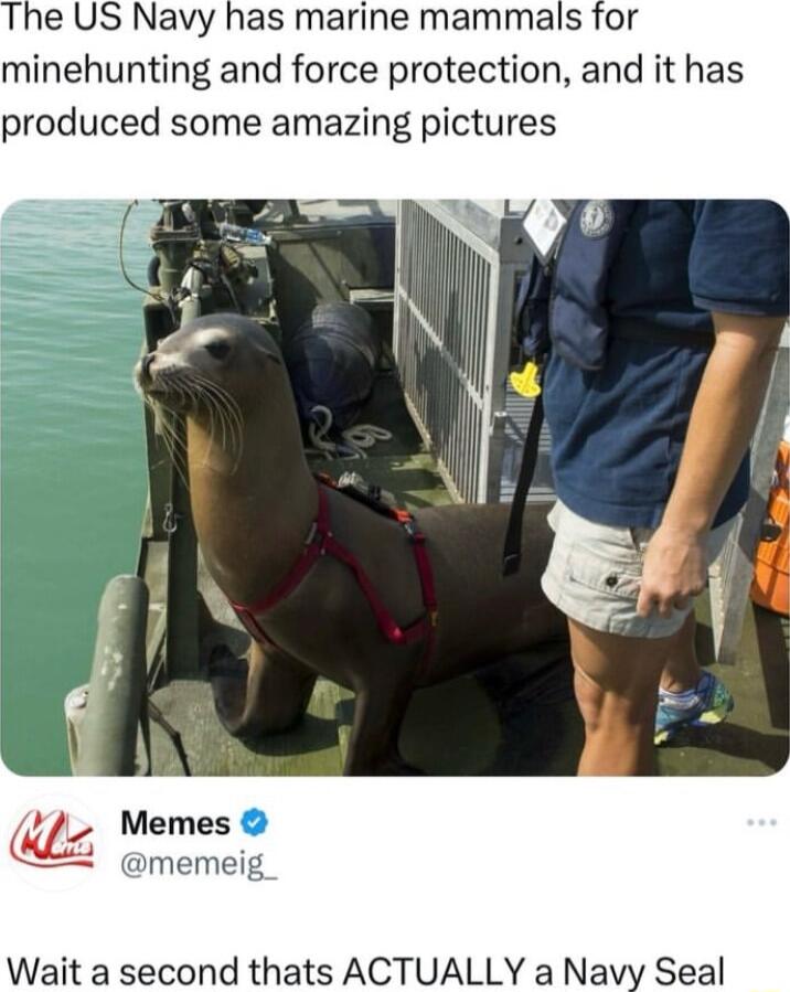 e US Navy has marine mammals for minehunting and force protection and it has produced some amazing pictures