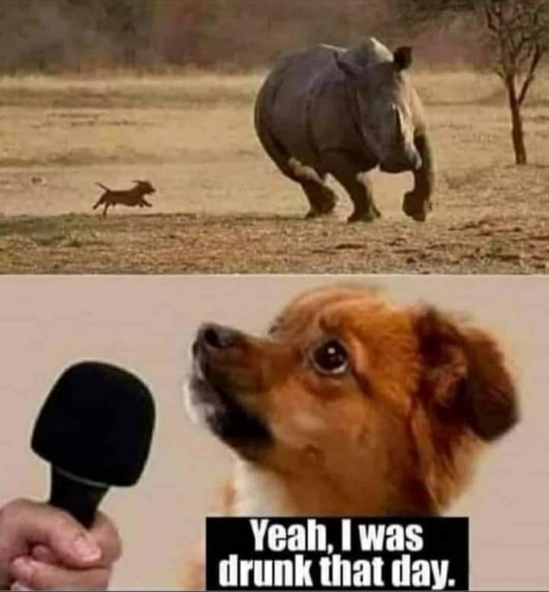 A small dog is running towards a rhinoceros in a savanna. Below, a dog is being interviewed with a microphone, and the text says: 'Yeah, I was drunk that day.'