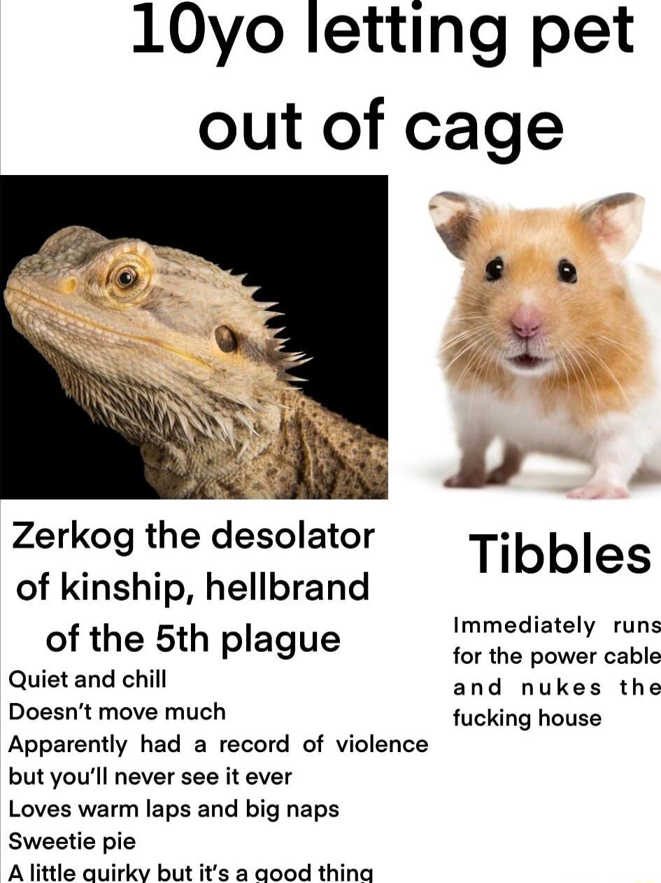10yo letting pet out of cage Zerkog the desolator Ti ibbl of kinship hellbrand bbles Immediately runs of the 5th plague for the pawer cable Quiet and chill and niikesihe Doesnt move much fucking house Apparently had a record of violence but youll never see it ever Loves warm laps and big naps Sweetie pie A tke aoltes Bk Wi i cdoad ikl
