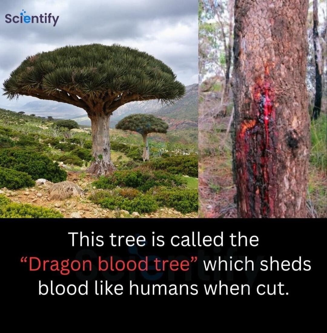 ThIS treeis called the which sheds blood like humans when cut