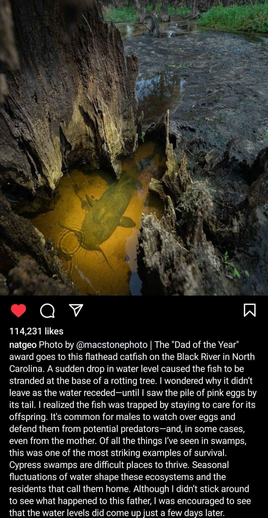 114231 likes natgeo Photo by macstonephoto The Dad of the Year award goes to this flathead catfish on the Black River in North Carolina A sudden drop in water level caused the fish to be stranded at the base of a rotting tree wondered why it didnt leave as the water recededuntil saw the pile of pink eqgs by its tail realized the fish was trapped by staying to care for its offspring Its common for 