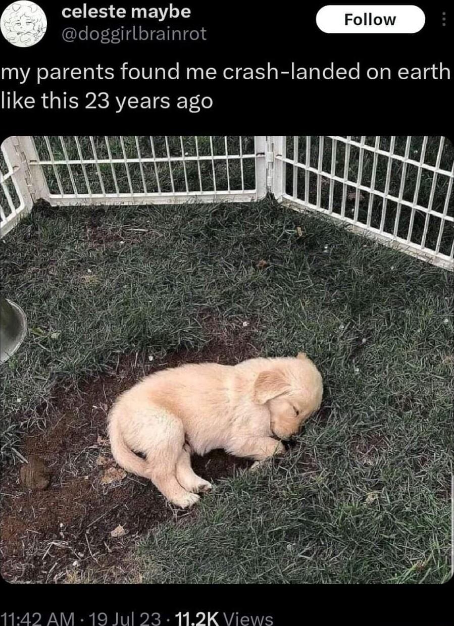 el doggirlbrainrot VA SEICITER o1l N NG 1 R ETaTe eTe T NET 1 IR GIEPRREETSEET6 1142 AM 19 3112K Views