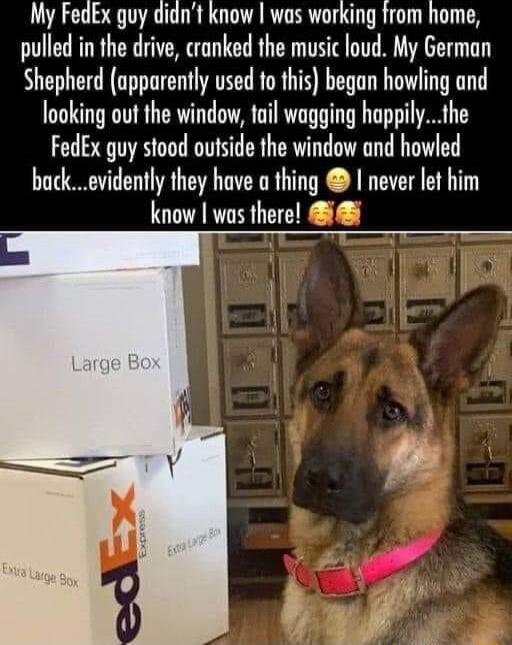 My FedEx guy didnt know was working from home pulled in the drive cranked the music loud My German Shepherd apparently used to this began howling and looking out the window fail wagging happilythe FedEx guy stood outside the window and howled backevidently they have a thing never let him know was there